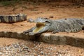 Crocodile in Nandankanan zoological Park in Orissa, India. Crocodile in the zoo.