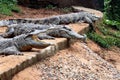 Crocodile in Nandankanan zoological Park in Orissa, India. Crocodile in the zoo.