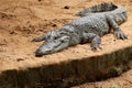 Crocodile in Nandankanan zoological Park in Orissa, India. Crocodile in the zoo.