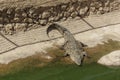 Crocodile in the national park of Agadir, Morocco