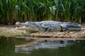 Crocodile in nature, wild reptile, danger in wilderness