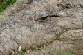 Crocodile Nile Close-up Royalty Free Stock Photo