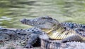 Crocodile of the Nile lies on the shore against the background of the water surface