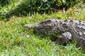 Crocodile Royalty Free Stock Photo