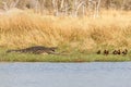 Crocodile - Okavango Delta, Africa Royalty Free Stock Photo