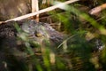 Crocodile in the Okavango delta Royalty Free Stock Photo