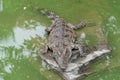 Bask in the sunshine-crocodile-Crocodylus siamensis Royalty Free Stock Photo