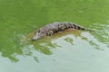 Bask in the sunshine-crocodile-Crocodylus siamensis Royalty Free Stock Photo