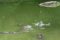 Fight for food-crocodile-Crocodylus siamensis