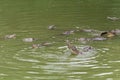 Fight for food-crocodile-Crocodylus siamensis Royalty Free Stock Photo