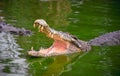 Crocodile with open jaws. Profile of a crocodile in a pond with green water. Open mouth and sharp teeth. Intense yellow eyes. Royalty Free Stock Photo