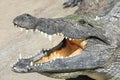 Portrait of Nile crocodile lying with open mouth Royalty Free Stock Photo