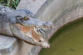 Crocodile with open mouth Royalty Free Stock Photo