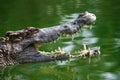 Crocodile open mouth.