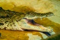 Crocodile with open mouth with large teeth Royalty Free Stock Photo