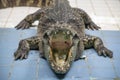 Crocodile open mouth with money donation by tourist