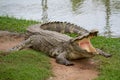 Crocodile with open mouth