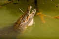 Crocodile with open mouth, stuck my head out of the muddy river. Rio Lagartos, Yucatan, Mexico Royalty Free Stock Photo