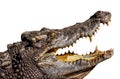 Crocodile open mouth