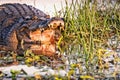 Crocodile with open mouth in the Yellow Water Billabong