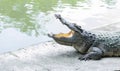 Crocodile open mouth at zoo