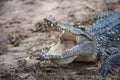 Close up of a crocodile is opening its mouth