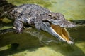 Crocodile