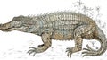 Crocodile Outline Generated with AI
