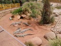 a crocodile park in agadir Morroco Royalty Free Stock Photo