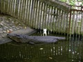 Crocodile Park, Manila Zoo, Manila, Philippines