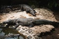 Crocodile Park in Mauritius. La Vanille Nature Park