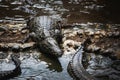 Crocodile Park in Mauritius. La Vanille Nature Park