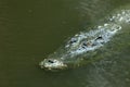 A crocodile submerged with only the yellow eyes visable Royalty Free Stock Photo