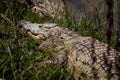 Crocodile - photo made in HuÃÂ­la province in Angola | Africa
