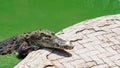 Crocodile in the pond at Crocodile Farm in Thailand Royalty Free Stock Photo