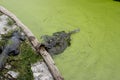 The crocodile in pond is swimming Royalty Free Stock Photo