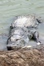 Crocodile portrait