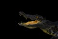Crocodile Portrait On Black Colour Background. Wildlife And Animal Photo