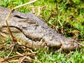 Crocodile Portrait. Croc Hidden In The Grass