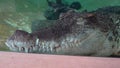 Crocodile Portrait - Sharp Teeth Massive Jaw Reptile