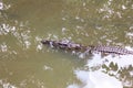 Crocodile Portrait In Water