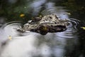 Crocodile predator out of the water