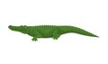 Crocodile, predatory amphibian animal, side view vector Illustration on a white background