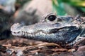 Crocodile profile portrait. Side view of its jaw