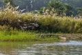Crocodile in the Rapti river in Chitwacrocodilen , Nepal Royalty Free Stock Photo