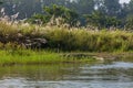 Crocodile in the Rapti river in Chitwacrocodilen , Nepal Royalty Free Stock Photo