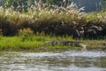 Crocodile in the Rapti river in Chitwacrocodilen , Nepal Royalty Free Stock Photo