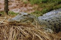 Crocodile ready to lay eggs number 3