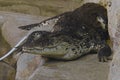 A crocodile recline and look calmly in the cage