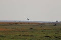 Crocodile relaxing on island with botswana flag on chobe river in Botswana.